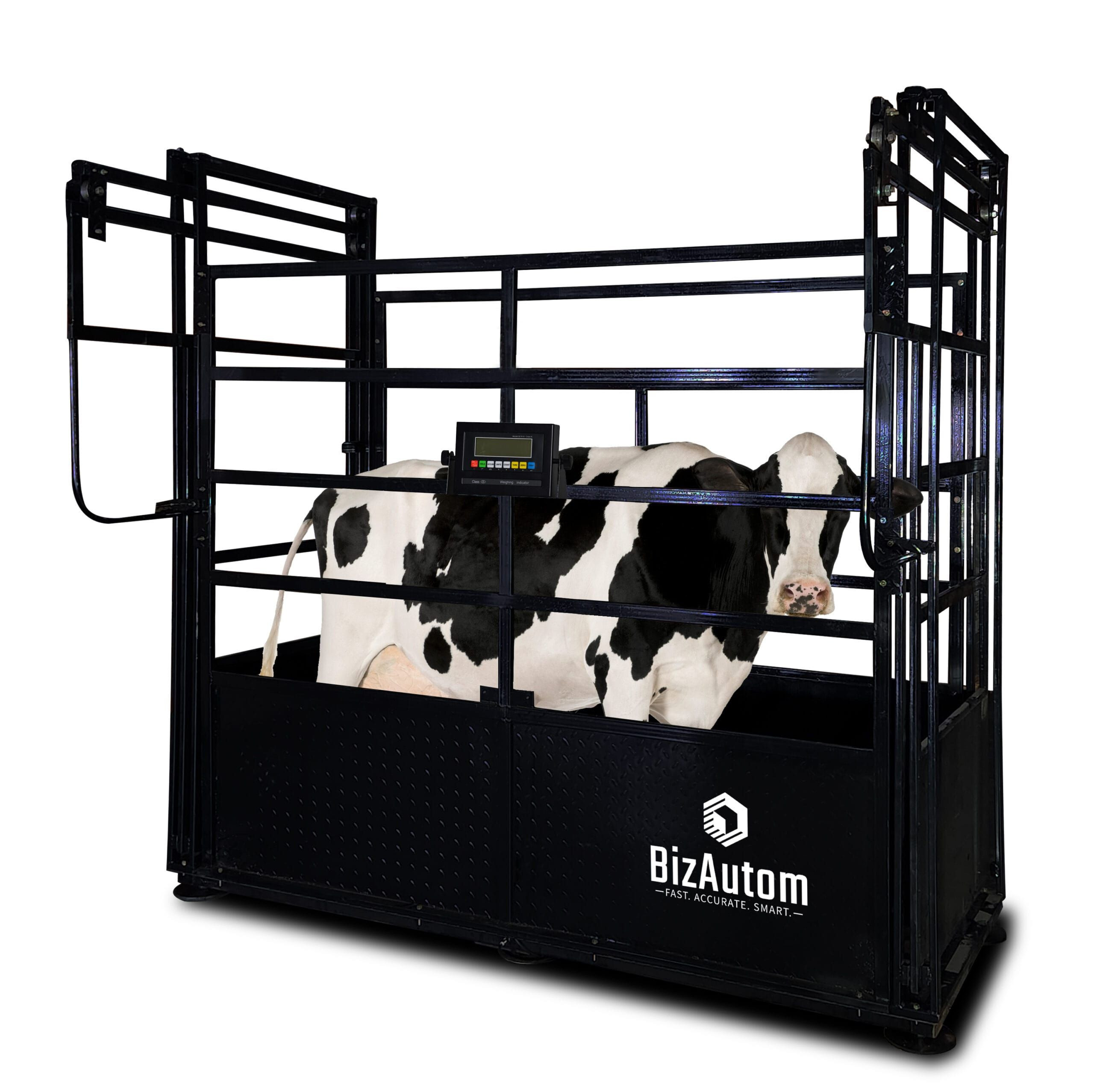 BA-LiveStox Caged Cattle Scale with High End Indicator