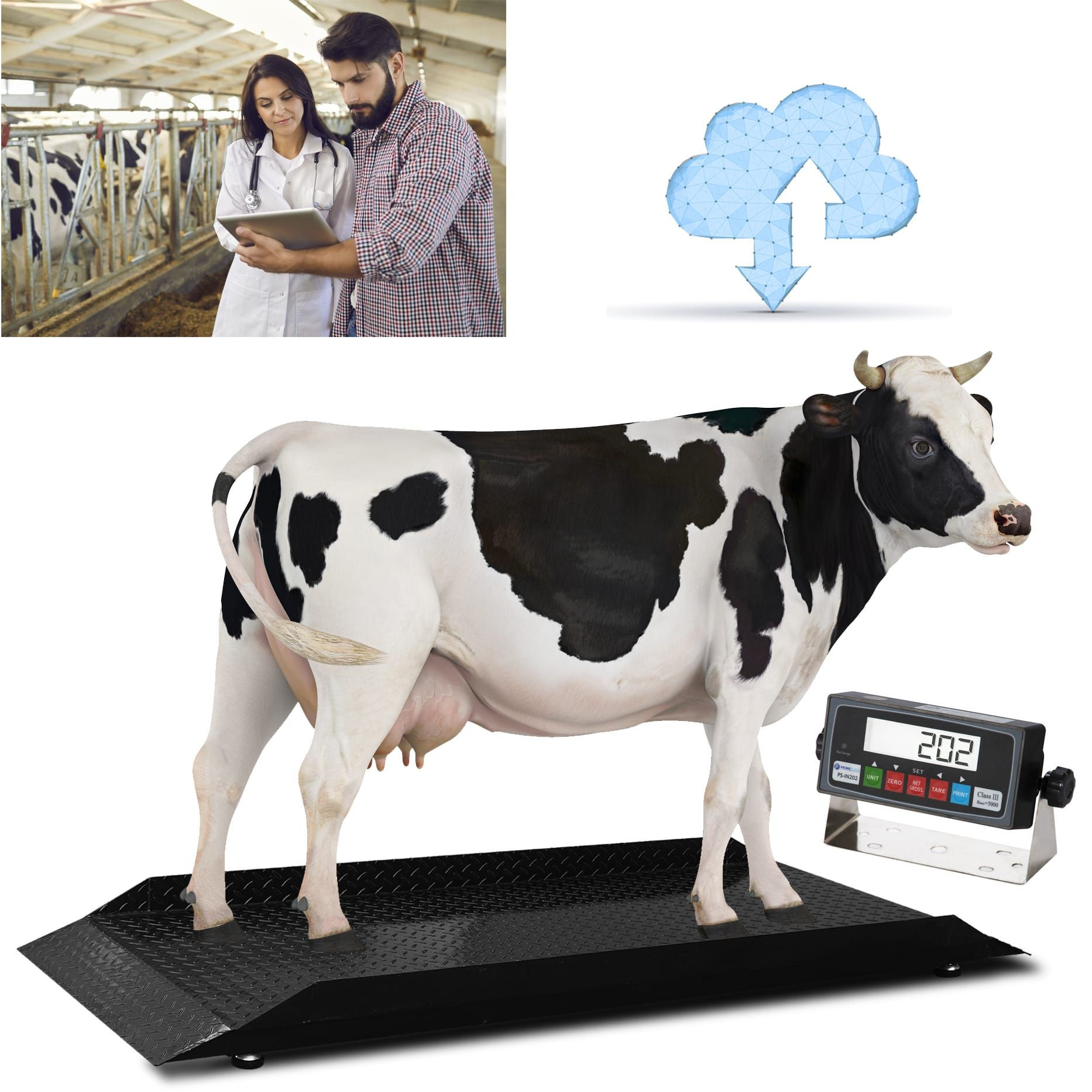 PS-4KCS | PS-4KCS-L Cattle Scale | Livestock Scale | Calf Scale with Indicator